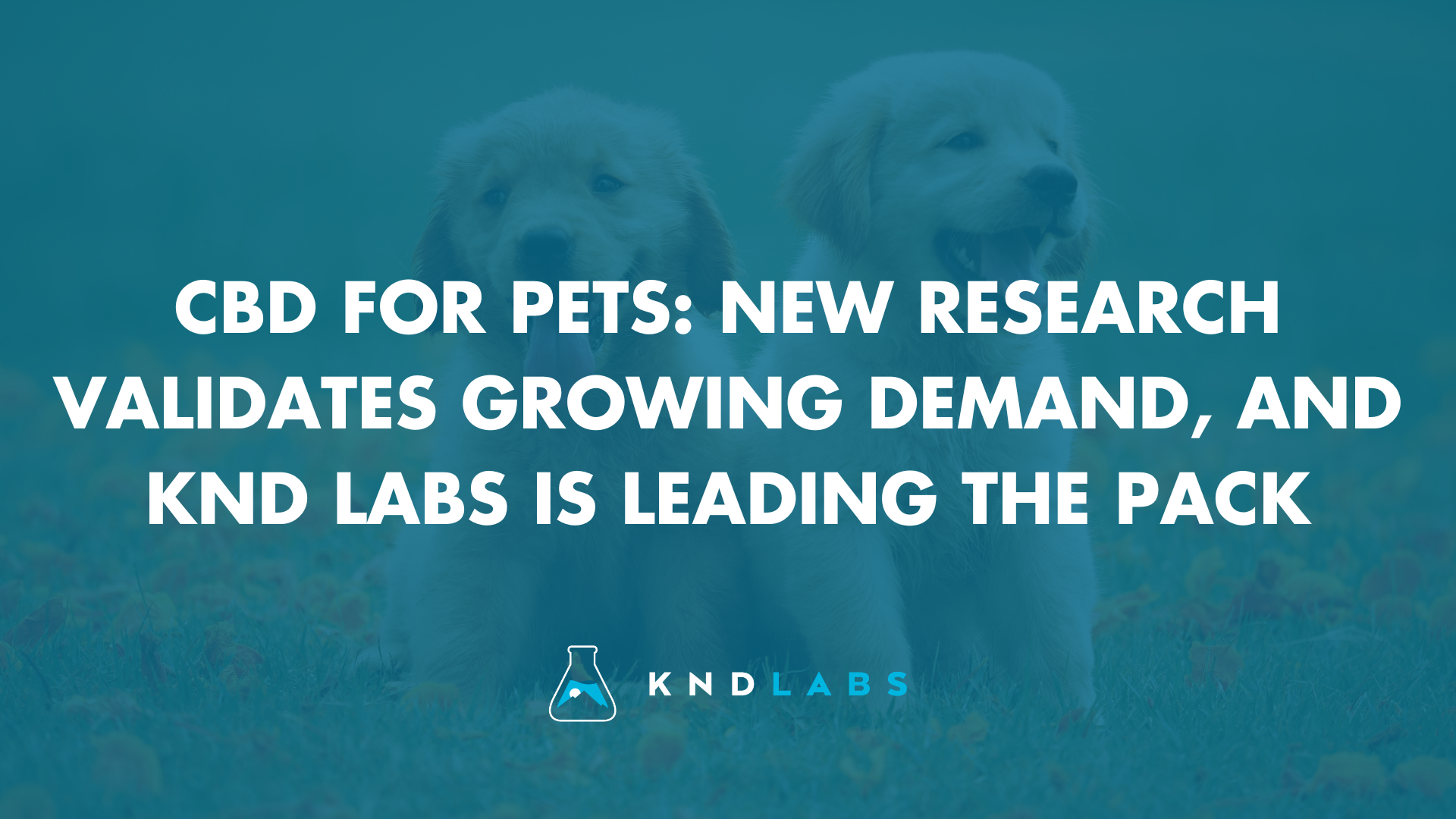 CBD For Pets
