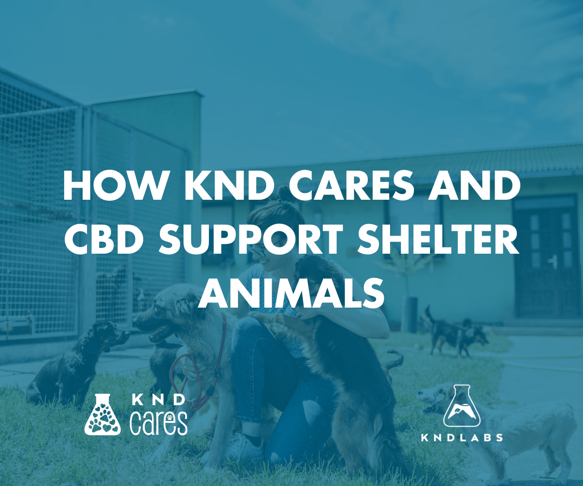 How KND Cares and CBD Support Shelter Animals - KND Labs