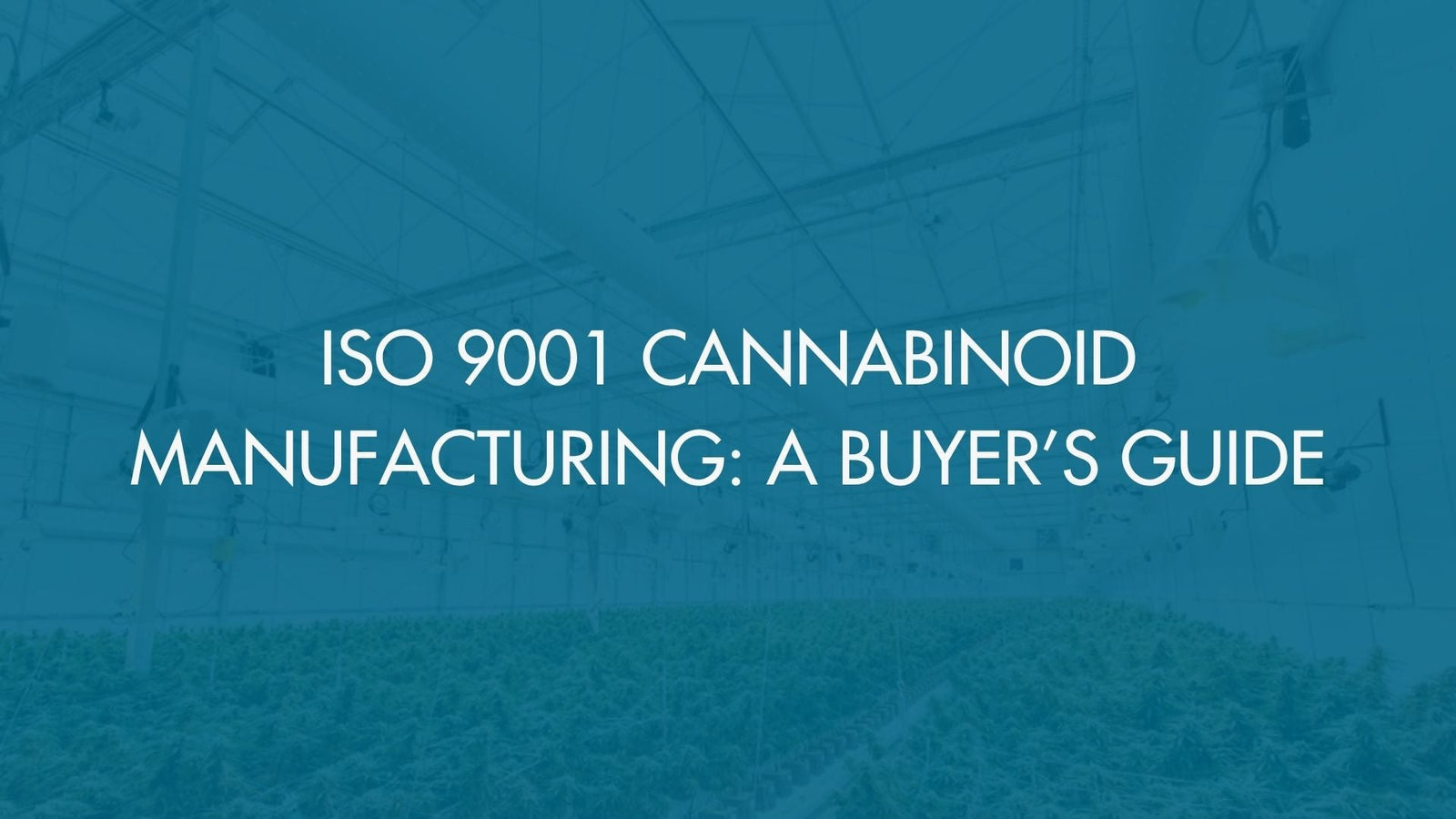ISO 9001 Cannabinoid Manufacturing: A Buyer’s Guide