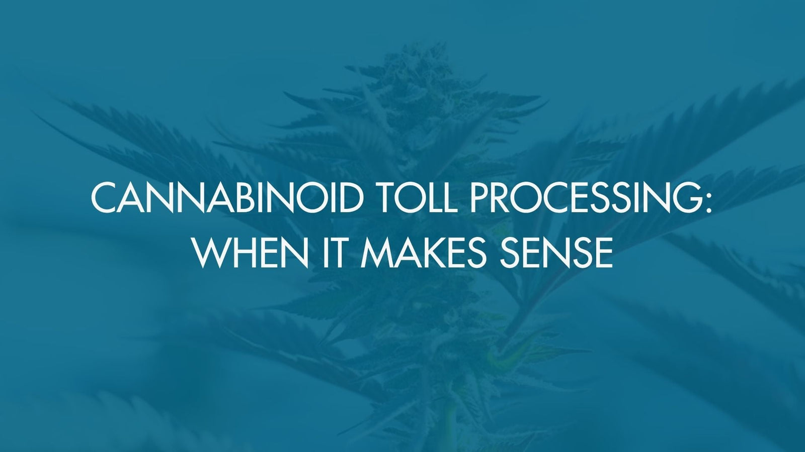 Cannabinoid Toll Processing: When It Makes Sense