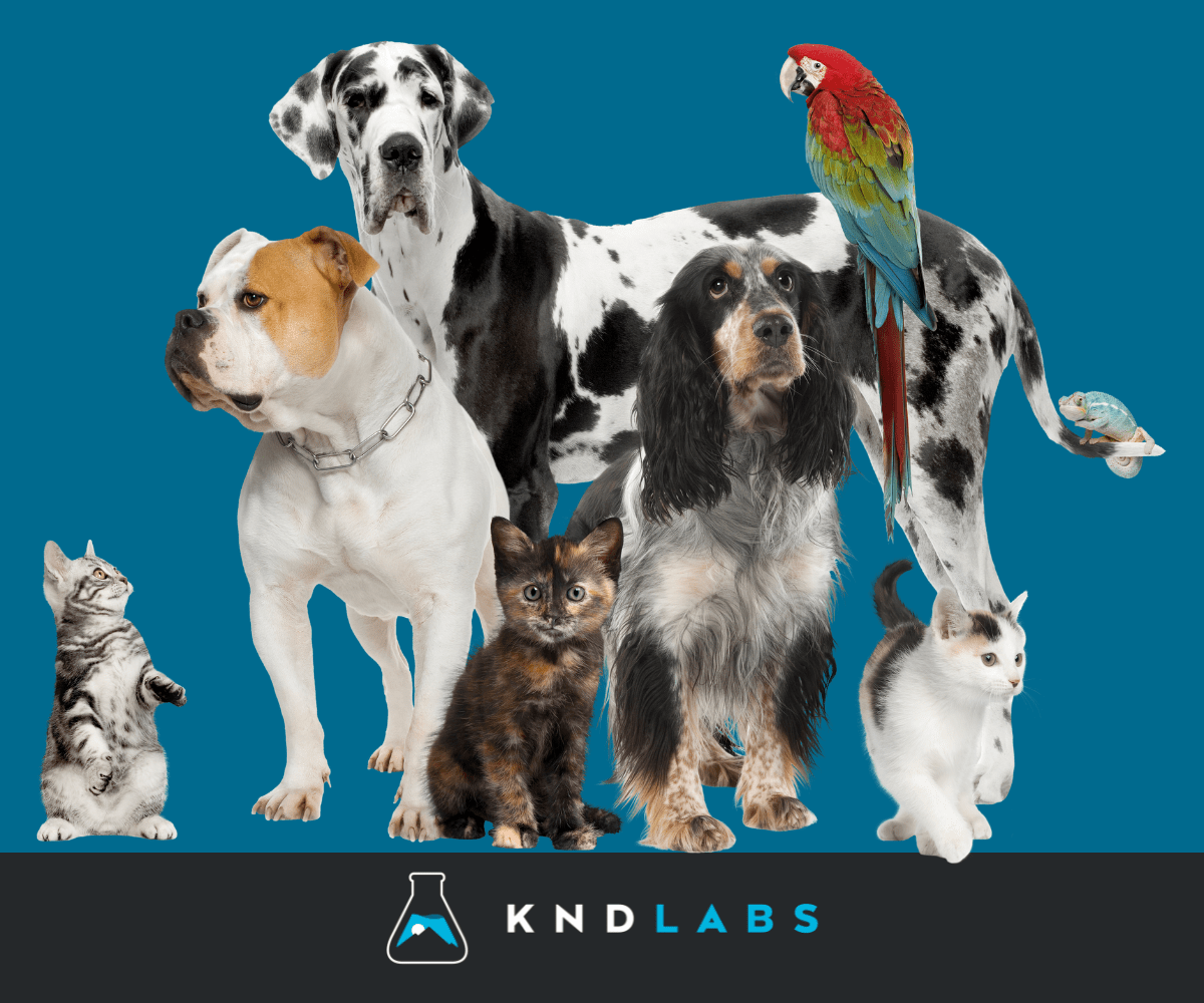 A Look at the Competitive Pet Product Market - KND Labs