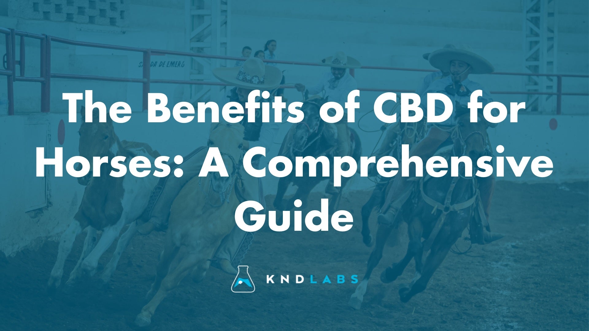 The Benefits of CBD for Horses: A Comprehensive Guide - KND Labs