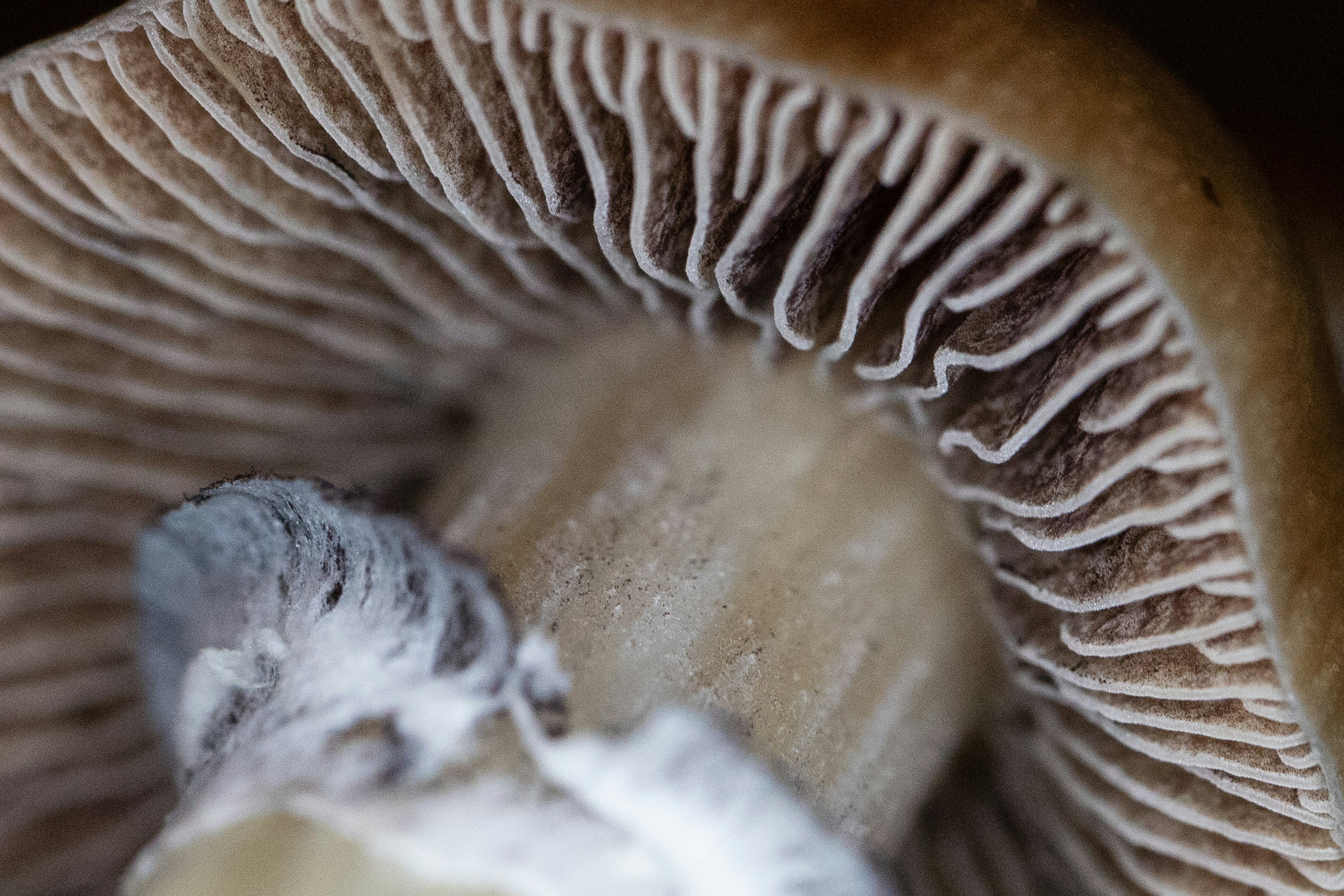 Close-up of a mushroom displaying a mix of white and brown colors on its cap and stem.