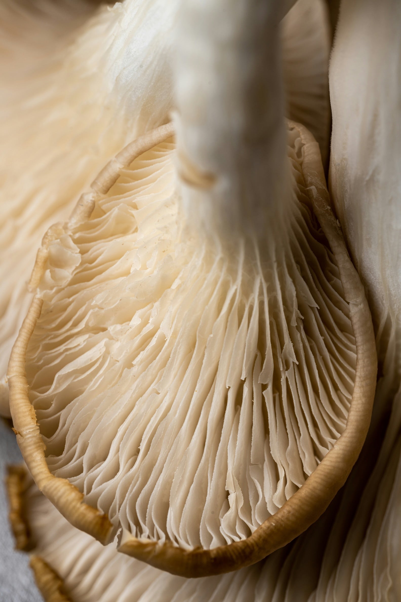 Close-up of a mushroom featuring a smooth white stem and a textured cap, showcasing its natural details.